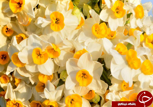 پیچیدن عطر نرگس در مازندران