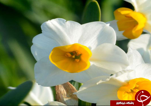 پیچیدن عطر نرگس در مازندران