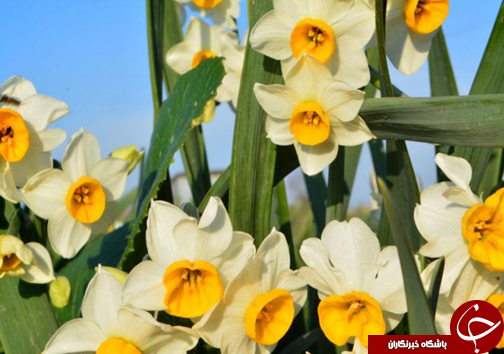پیچیدن عطر نرگس در مازندران