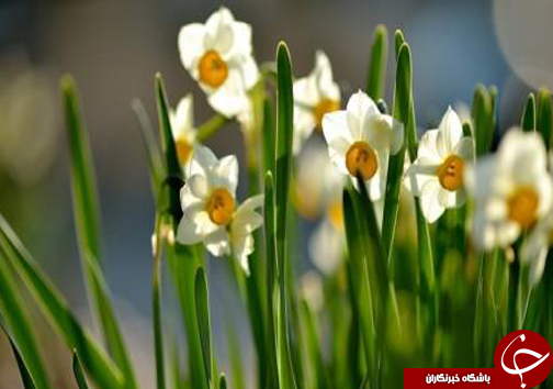 پیچیدن عطر نرگس در مازندران