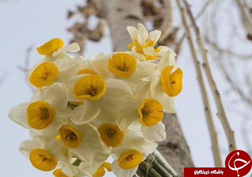 پیچیدن عطر نرگس در مازندران