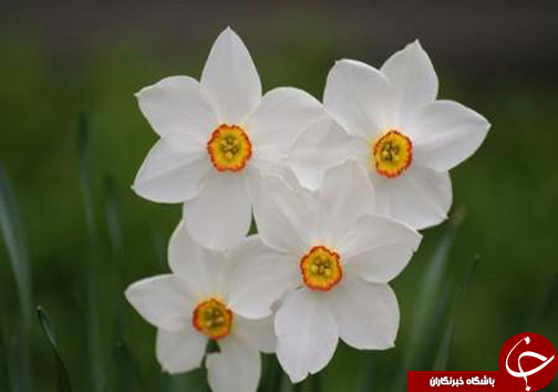 پیچیدن عطر نرگس در مازندران