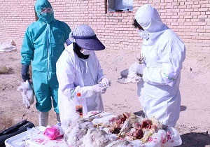 آنفولانزاری فوق حاد پرندگان در آذربایجان غربی مشاهده نشده است