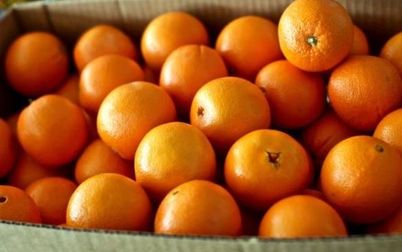 نرخ مصوب انواع مرکبات در میادین میوه و تره بار