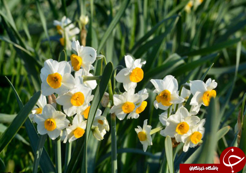 نگاهی گذرا به مهمترین رویداد&zwnj;های چهارشنبه ۲۰ دی ماه در مازندران