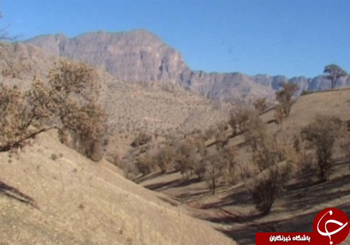 نفس ریه&zwnj;های تنفسی ایران به شماره افتاده است/ چرا کسی به فکر خشکیدگی درختان بلوط نیست؟