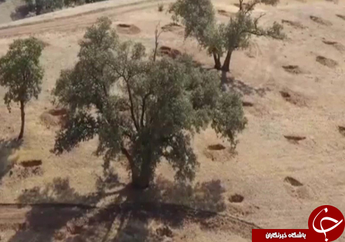 نفس ریه&zwnj;های تنفسی ایران به شماره افتاده است/ چرا کسی به فکر خشکیدگی درختان بلوط نیست؟