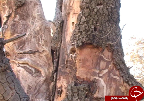 نفس ریه&zwnj;های تنفسی ایران به شماره افتاده است/ چرا کسی به فکر خشکیدگی درختان بلوط نیست؟