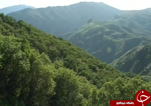 نفس ریه&zwnj;های تنفسی ایران به شماره افتاده است/ چرا کسی به فکر خشکیدگی درختان بلوط نیست؟