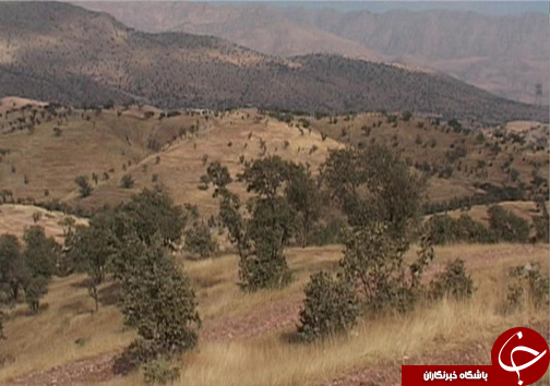 نفس ریه&zwnj;های تنفسی ایران به شماره افتاده است/ چرا کسی به فکر خشکیدگی درختان بلوط نیست؟