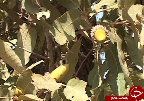 نفس ریه&zwnj;های تنفسی ایران به شماره افتاده است/ چرا کسی به فکر خشکیدگی درختان بلوط نیست؟