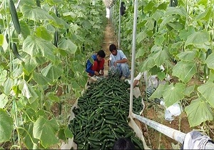 پرداخت ۳۵۰ میلیارد تومان تسهیلات، برای رونق تولید در روستاها