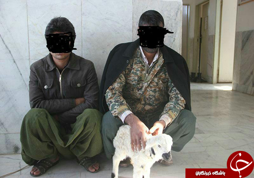 کشف مواد مخدر از معده سه راس گوسفند در زابل +عکس