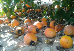 هشدار فرماندار جهرم به باغداران برای حفظ مرکبات