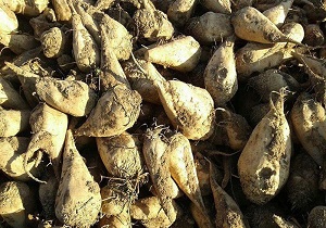 کشت چغندر قند در 1000 هکتار از اراضی کشاورزی پارس‌آباد