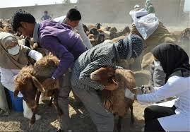 ایمن سازی بالغ بر ۱۰۶ هزار راس دام سبک علیه بیماری آبله در تکاب
