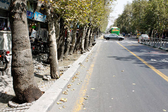 سیمان، بلای جان درختان تهران