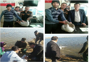 رهاسازی پرندگان زخمی در محمودآباد و بابل