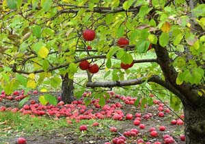 نابودی باغ سیب در مهرشهر + فیلم