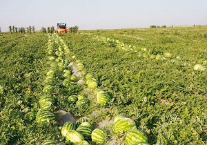 الگوی کشت در کشور تدوین می‌شود
