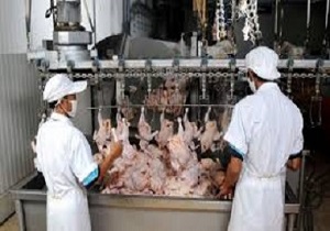 تولید سالانه چهار هزار تن گوشت مرغ در  خاش