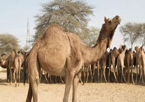 پلاک کوبی حدود ۳۶ هزار شتر در سیستان و بلوچستان