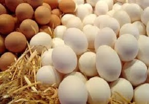 ظرفیت تولید گوشت مرغ در کردستان به 80 هزار تن می رسد