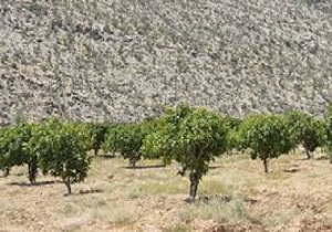 اجرای طرح توسعه باغات دیم درمناطق بالای 150 میلی متربارندگی