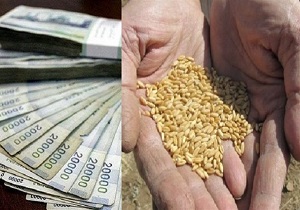 نرخ خرید تضمینی محصولات کشاورزی تاکنون اعلام نشده است/بحران کشاورزی در قم