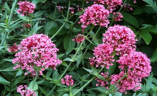اثر فوق العاده گیاه سنبل&zwnj;الطیب/ چگونه می&zwnj;توان به وجود سینوزیت پی برد؟/ خواص شگفت انگیز دارچین/ شادابی پوست با کیوی&nbsp;