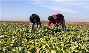 افزایش 13درصدی برداشت چغندر از مزارع کشاورزی رضوی