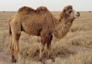 استان اردبیل قطب پرورش و تکثیر شتر دوکوهانه در کشور است
