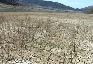 کاهش بارندگی ها منجر به کاهش پوشش گیاهی و فقیر شدن مراتع