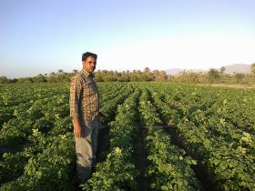 مشکل جدی کشت زمستانه در حمیدیه