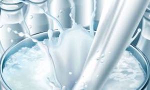 تولید بیش از ۳ هزار تن شیر در املش