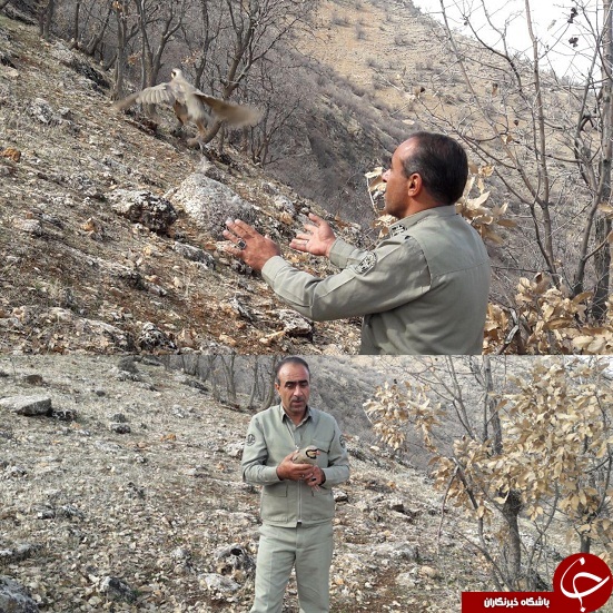 دستگیری 17 شکارچی غیرمجاز در شهرستان دالاهو + تصاویر