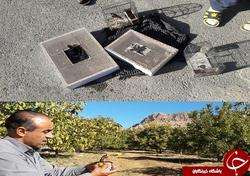 دستگیری 17 نفر شکارچی غیرمجاز در شهرستان دالاهو + تصاویر
