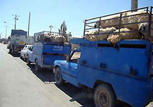 توقیف کامیون حامل دام قاچاق در داراب