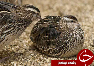 از جایگاه نخست پرورش بلدرچین در کشور  تا مدافعان حرم در جبهه محرومیت&zwnj;زدایی+ فیلم