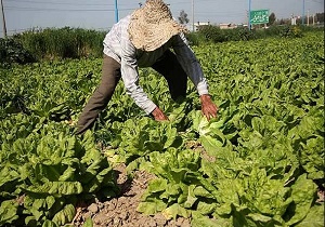چگونه می‌توانیم وام اشتغال روستایی با کارمزد 4% بگیریم؟
