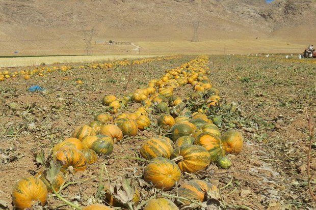 برداشت ۲۵هزار تن کدو از مزارع شهرستان دشتستان