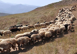 صدور پروانه چرای دام برای مراتع هرمزگان