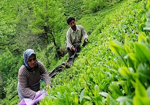 پرداخت مطالبات باقی مانده چایکاران شمال کشور