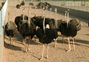 حمل بیش از 1200 قطعه شتر مرغ به خارج از خراسان جنوبی