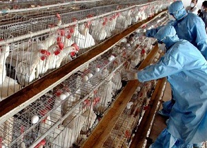 استان مرکزی در معرض تهدید جدی آنفلوآنزای پرندگان