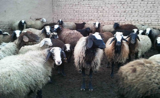 روش&zwnj;های جذاب برای کاهش اشتها/ درمان بیمار&zwnj;ی&zwnj;ها با زالو/ نگهداری برنج پخته در فضای آزاد ممنوع/ سبزیجات را تازه مصرف کنید&nbsp;