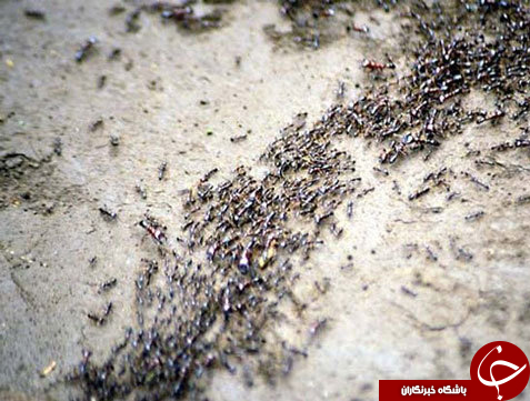وحشتناک&zwnj;ترین حشرات دنیا