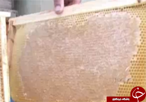 تولیدسالیانه ۳۶۰ تن تولید عسل در خرم آباد