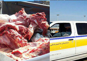 کشف و ضبط گوشت بدون مجوز گاو در گرگان