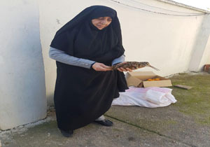 رها سازی یک قطعه ابیا در بابل